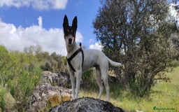 Ratonero Bodeguero Andaluz perros en venta: Cachorros de Ratonero Bodeguero Andaluz - Imagen 2