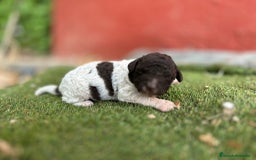 Perro de Agua Español perros en venta: Camada de perros de agua - Imagen 3