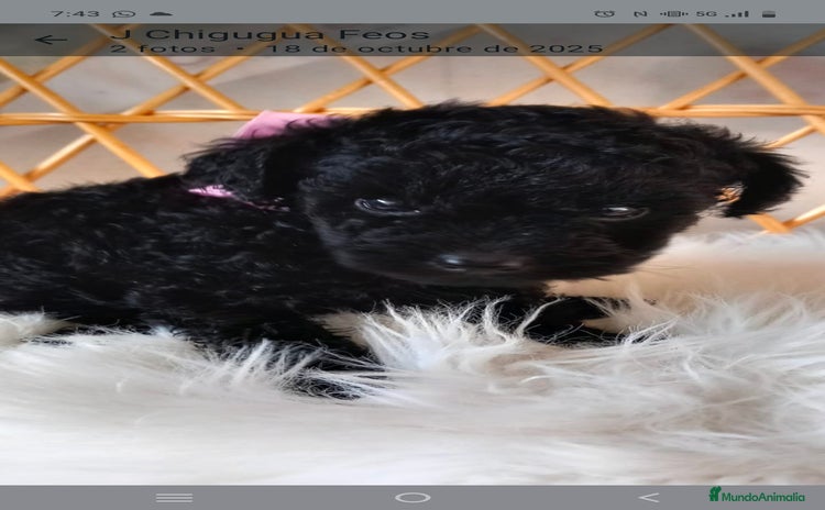 Caniche Toy perros - Anuncio 3