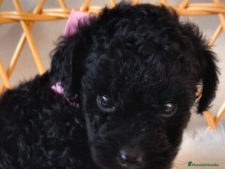 Caniche Toy perros - Anuncio 3