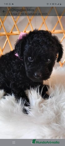 Caniche Toy perros - Anuncio 1