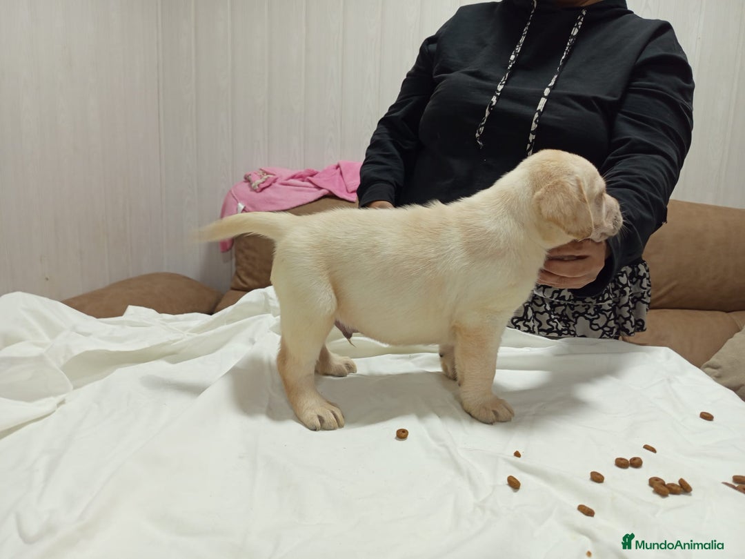 Labrador Retriever perros en venta: Labrador retriever dorado y chocolate  - Anuncio 7