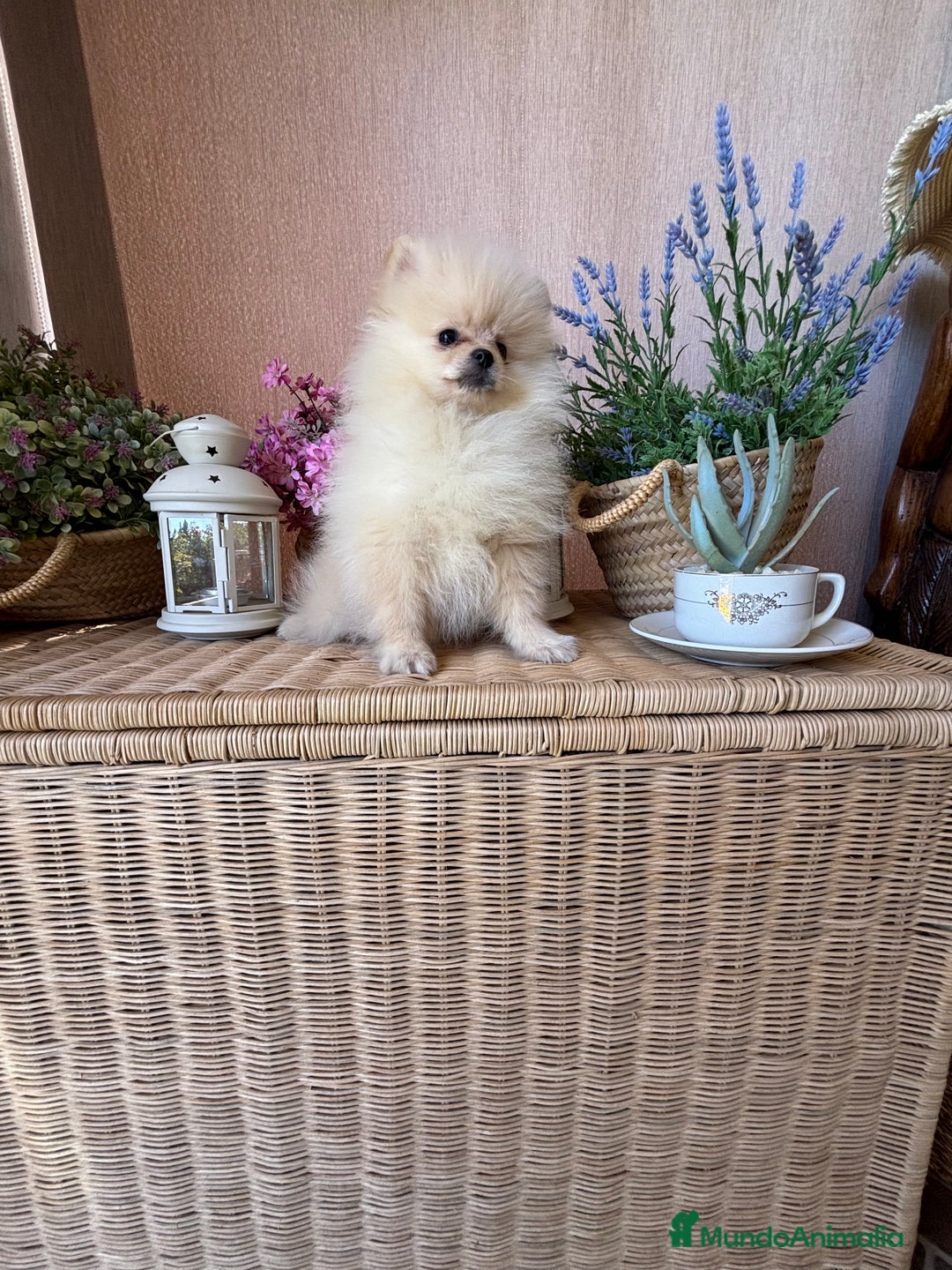 Pomerania perros en venta: Pomerania Listo para entregar!!! - Imagen 2