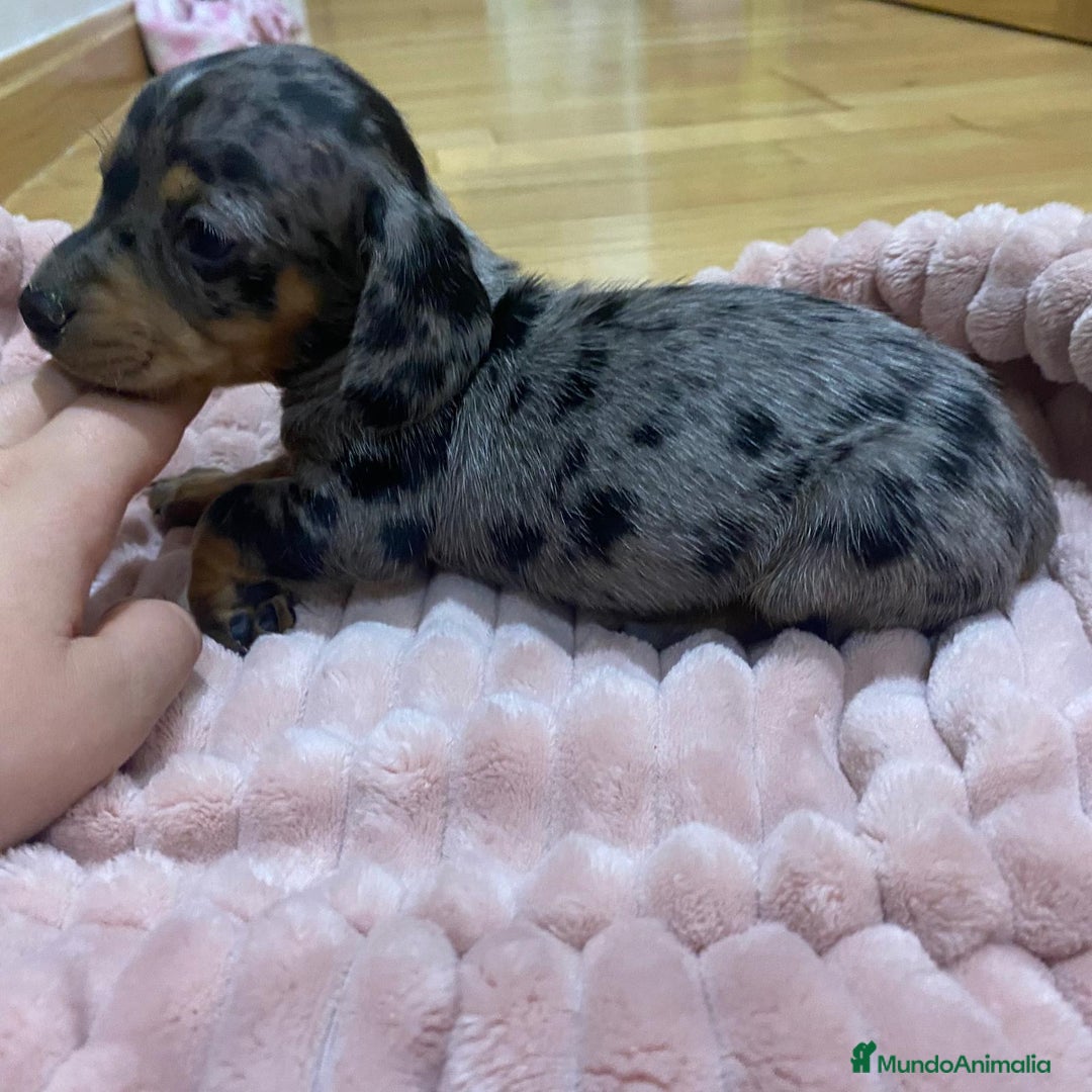 Teckel perros en venta: 🐾 TECKEL KANICHEN MACHOS – CRIADOS CON AMOR 🐾 - Anuncio 4