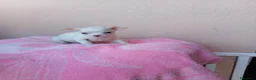 Chihuahua perros en venta: Chihuahua toy - Anuncio 7