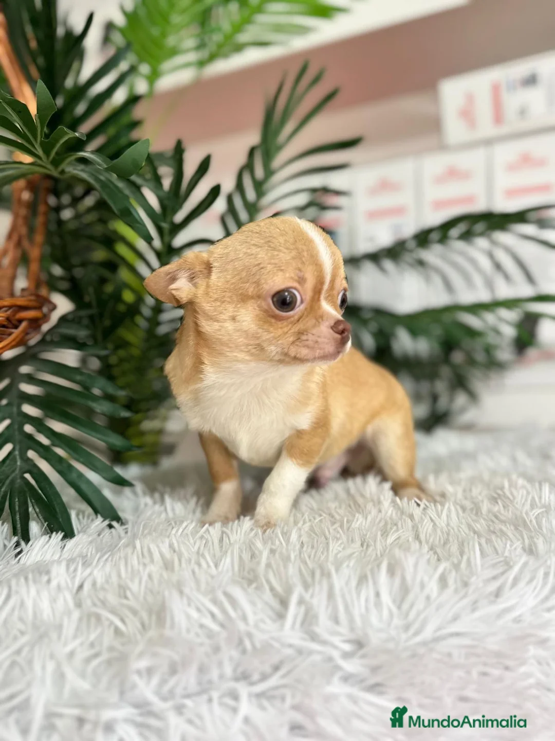 Chihuahua perros en venta: CHIHUAHUA  - Anuncio 3