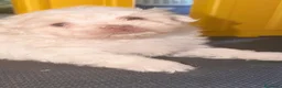 Bichón Maltés perros en venta: Bichón maltés Hembra  - Anuncio 2