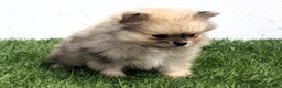 Pomerania perros en venta: Pomerania  - Anuncio 9