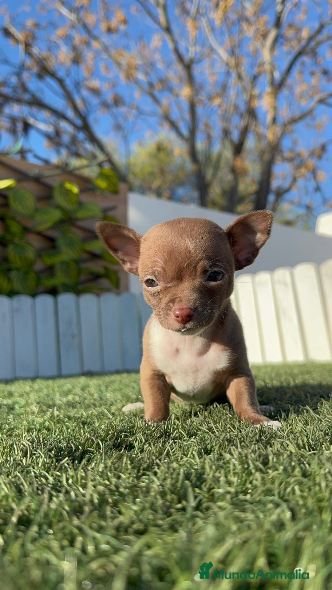 Chihuahua perros en venta: CHIHUAHUA HEMBRA - Anuncio 12