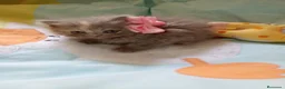 Himalayo gatos en venta: Gatito persa himalayo listo para entregar - Anuncio 8