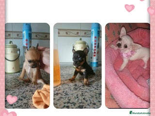 Chihuahua perros en Badajoz - Anuncio 6