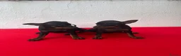 Pinscher Miniatura perros en venta: Mini Pincher  - Anuncio 4