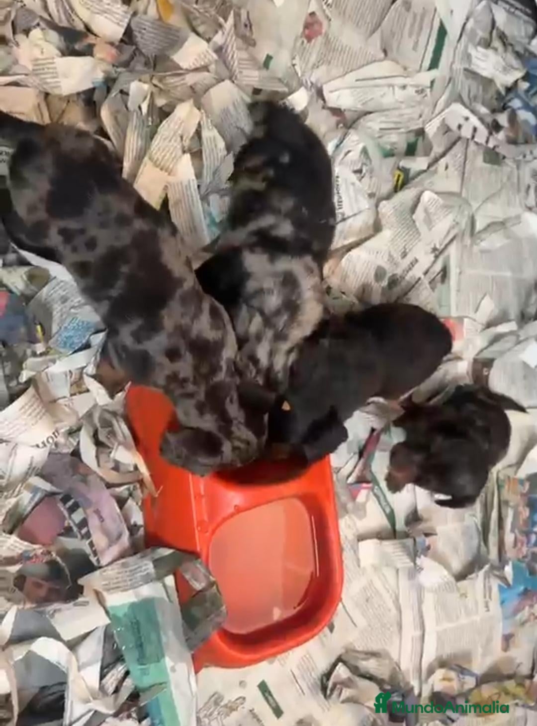 Teckel Miniatura perros Cachorros de teckel mini pelo largo  - Anuncio 2