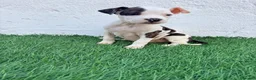 American Staffordshire-Terrier perros en venta: American Stanffordshire terrier - Anuncio 24