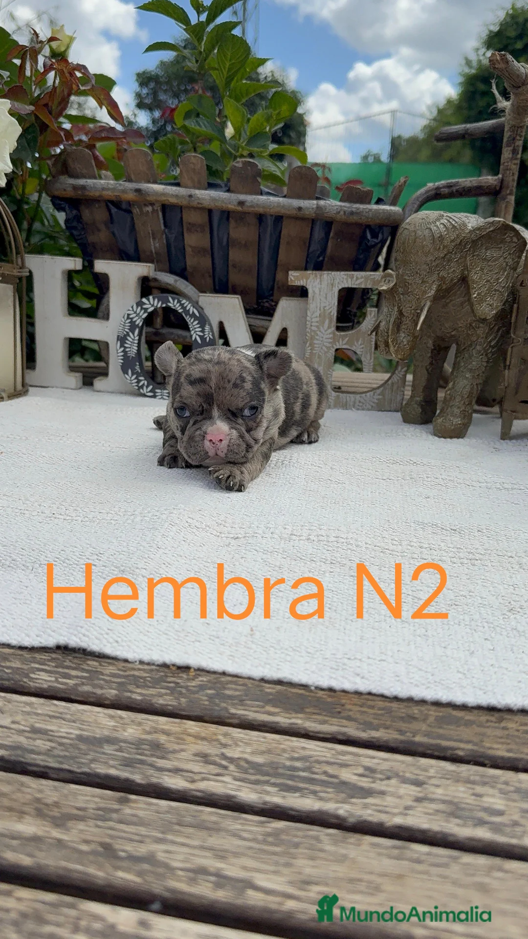 Bulldog Francés perros en venta: Bulldog francés exóticos estupenda morfología  - Anuncio 2
