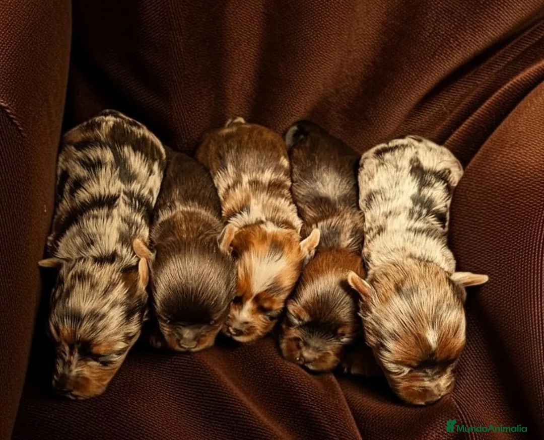 Yorkshire Terrier perros en venta: Cachorros Yorkshire Chocomerle  - Anuncio 1