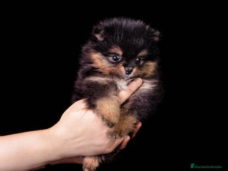 Pomerania perros - Anuncio 36