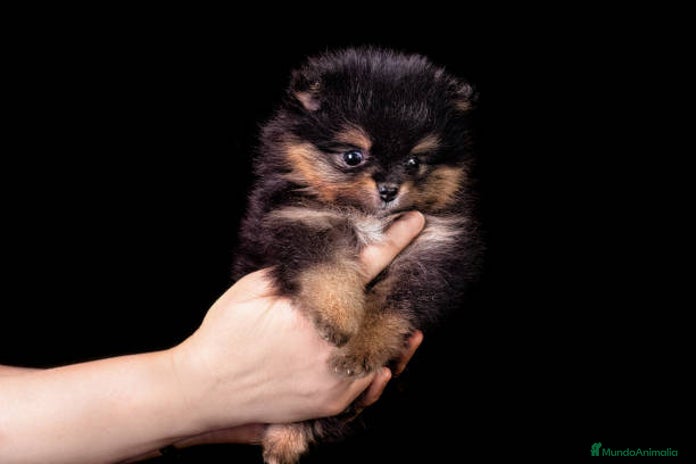 Pomerania perros - Anuncio 10