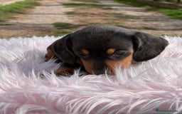 Teckel Miniatura perros en venta: Tecjel negro fuego mini  - Imagen 4