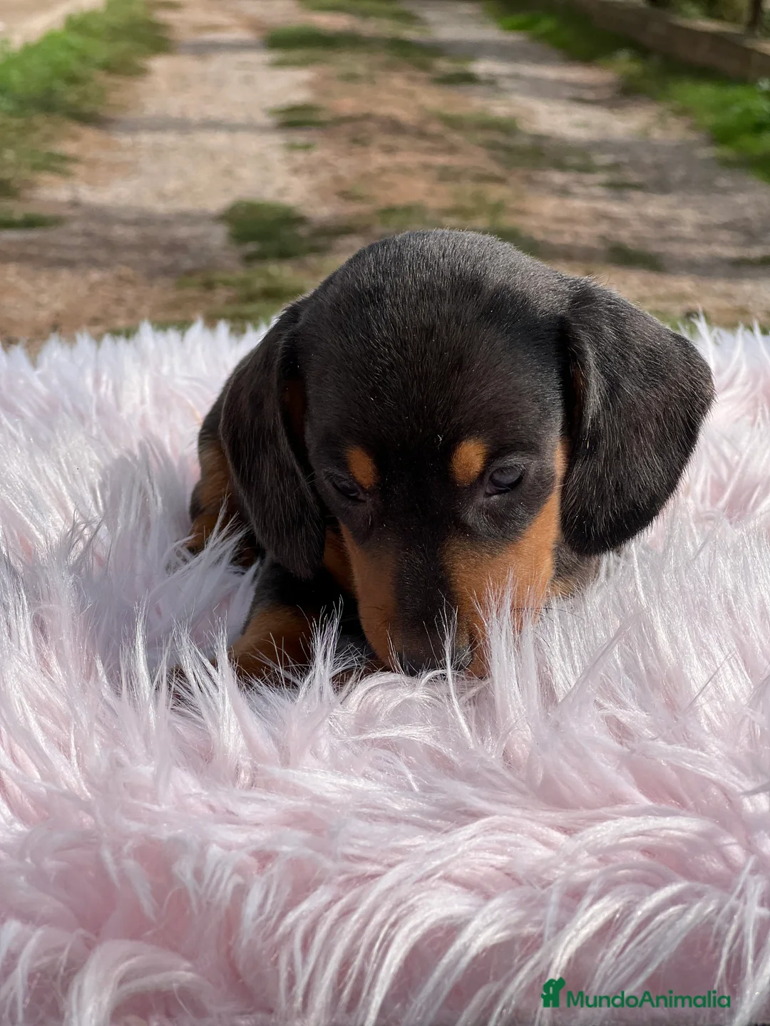 Teckel Miniatura perros en venta: Tecjel negro fuego mini  - Anuncio 4