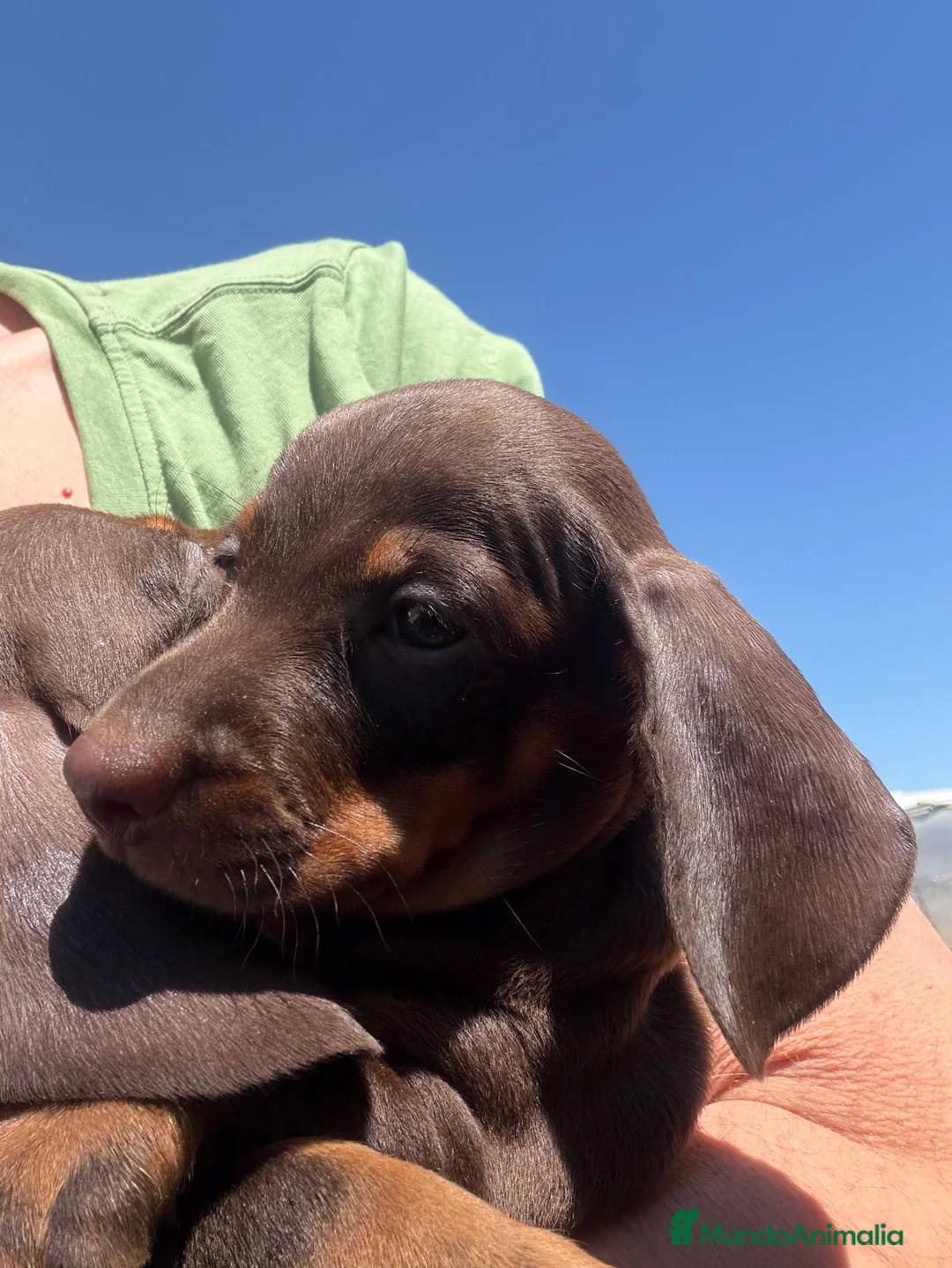 Teckel perros en venta: Teckel chocolate  - Anuncio 1