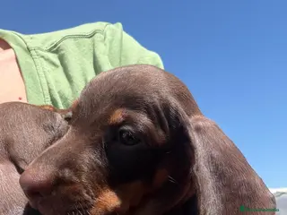 Teckel perros Teckel chocolate - Anuncio 1