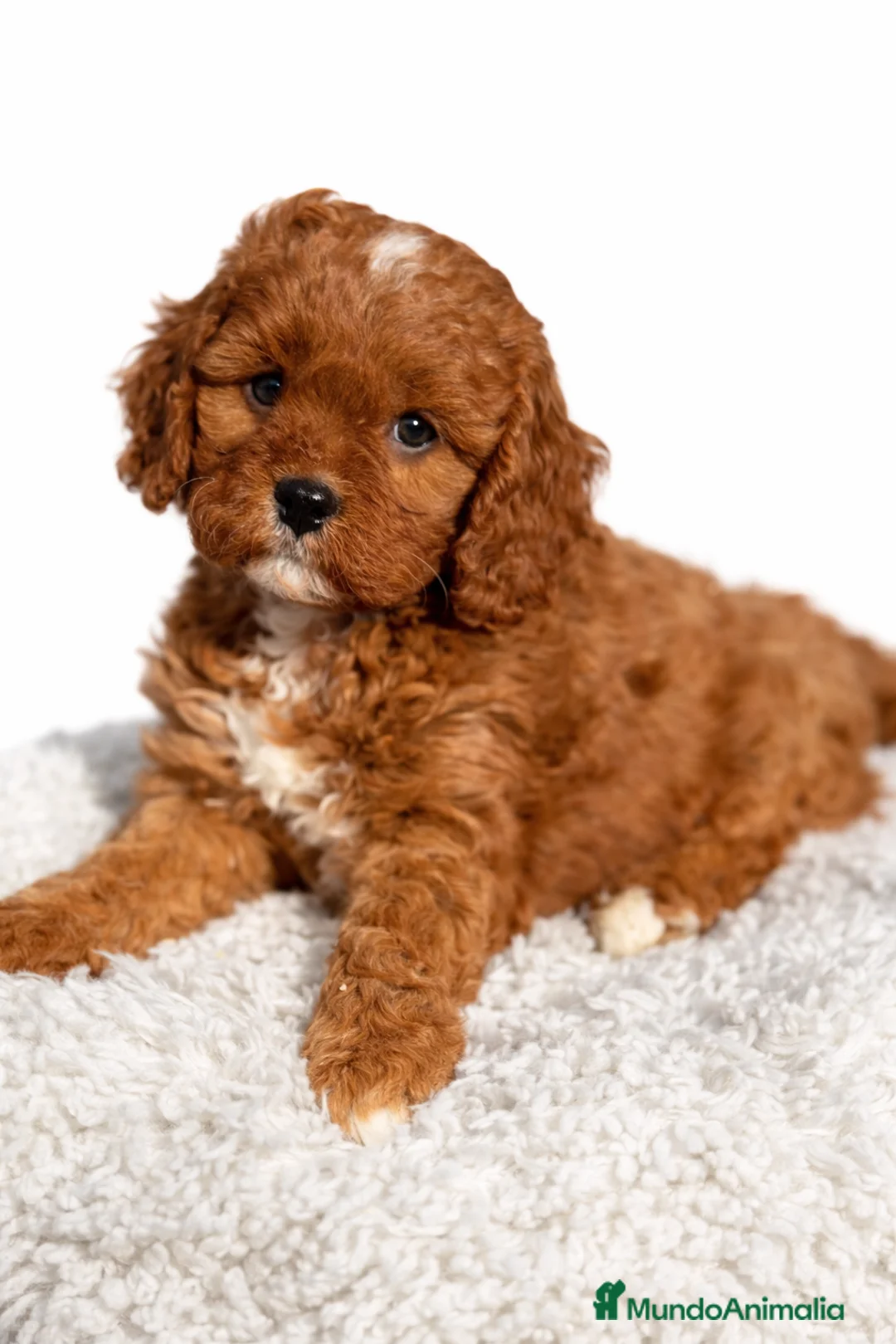 Cavapoo perros en venta: Cavapoo f1 - Anuncio 1