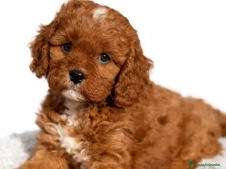 Cavapoo perros Cavapoo f1 - Anuncio 2