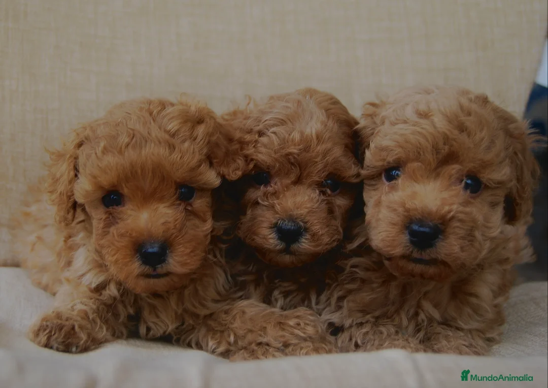 Caniche Toy perros en venta: Cachorros de Caniche toy / enano - Anuncio 4