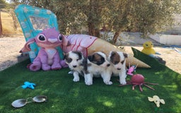Border Collie perros en venta: Gran Camada de Border Collie - Imagen 13