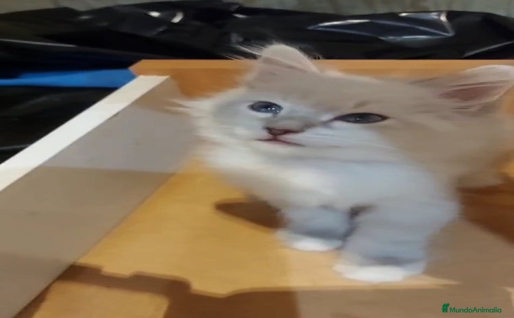 Siberiano gatos - Anuncio 1