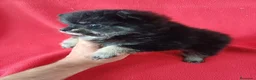 Pomerania perros en venta: Pomerania Mini  - Anuncio 2