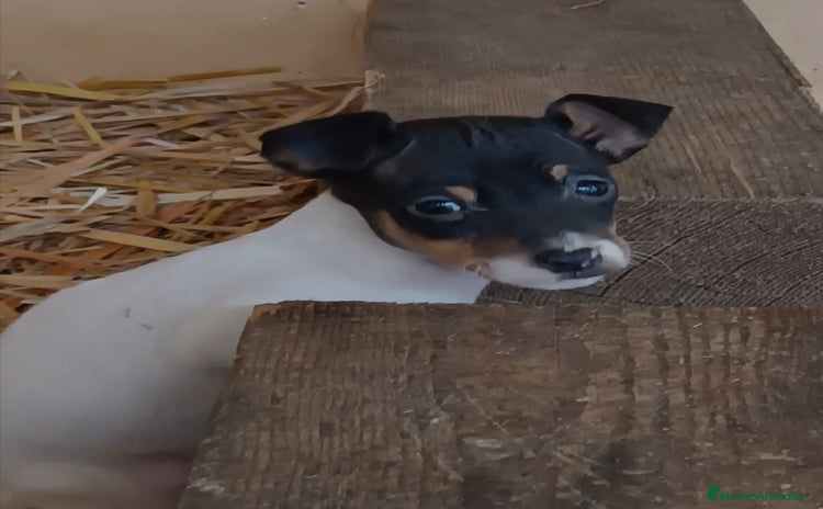 Ratonero Bodeguero Andaluz perros - Propaganda 1