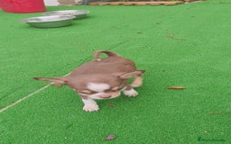 Chihuahua perros en venta: Chihuahua Toy Macho tricolor chocolate  - Imagen 7