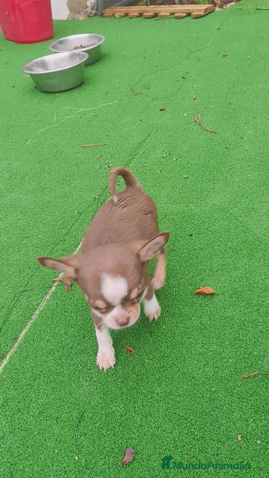 Chihuahua perros en venta: Chihuahua Toy Macho tricolor chocolate  - Imagen 7