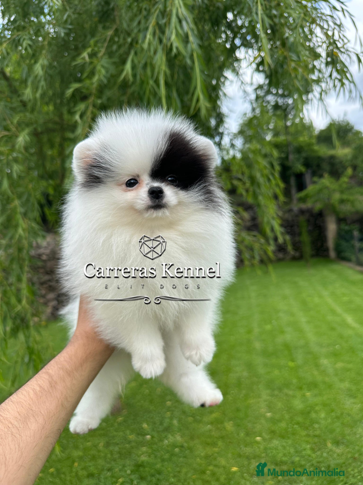 Pomerania perros 💖 Exclusiva Pomerania Miniatura Panda 🐼  - Anuncio 2