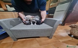 Chihuahua perros en venta: Chihuahua toy - Imagen 17