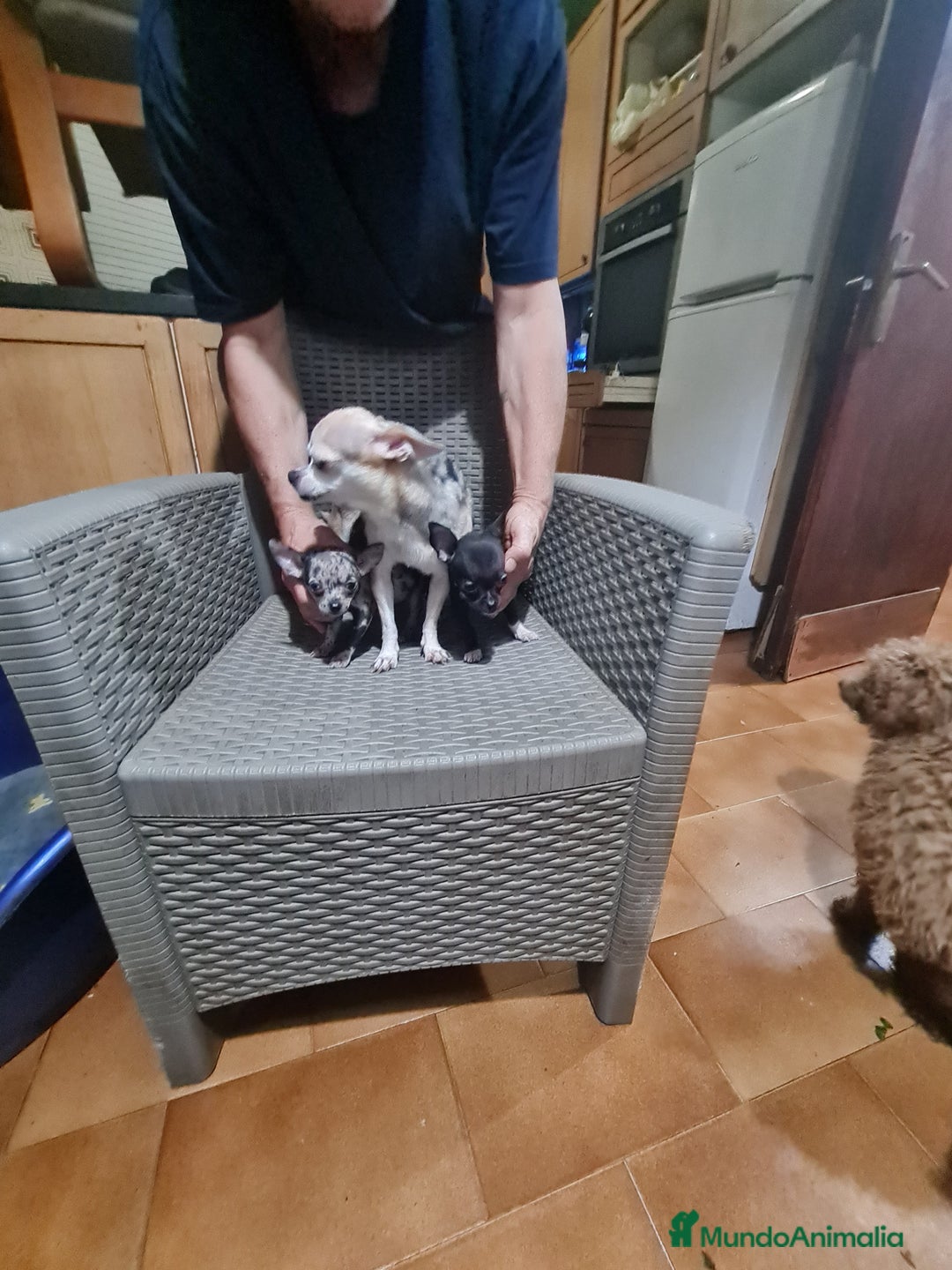 Chihuahua perros en venta: Chihuahua toy - Imagen 17