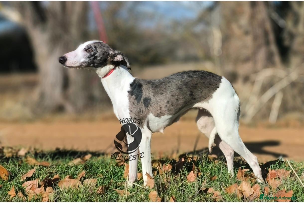 Pequeño Lebrel Italiano perros Piccolo italiano  - Anuncio 2