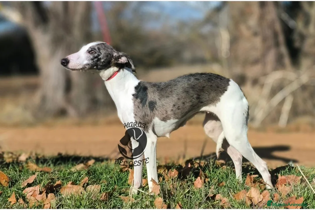 Pequeño Lebrel Italiano perros en venta: Piccolo italiano  - Anuncio 1