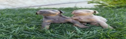 Dobermann perros en venta: Dóberman  - Anuncio 3
