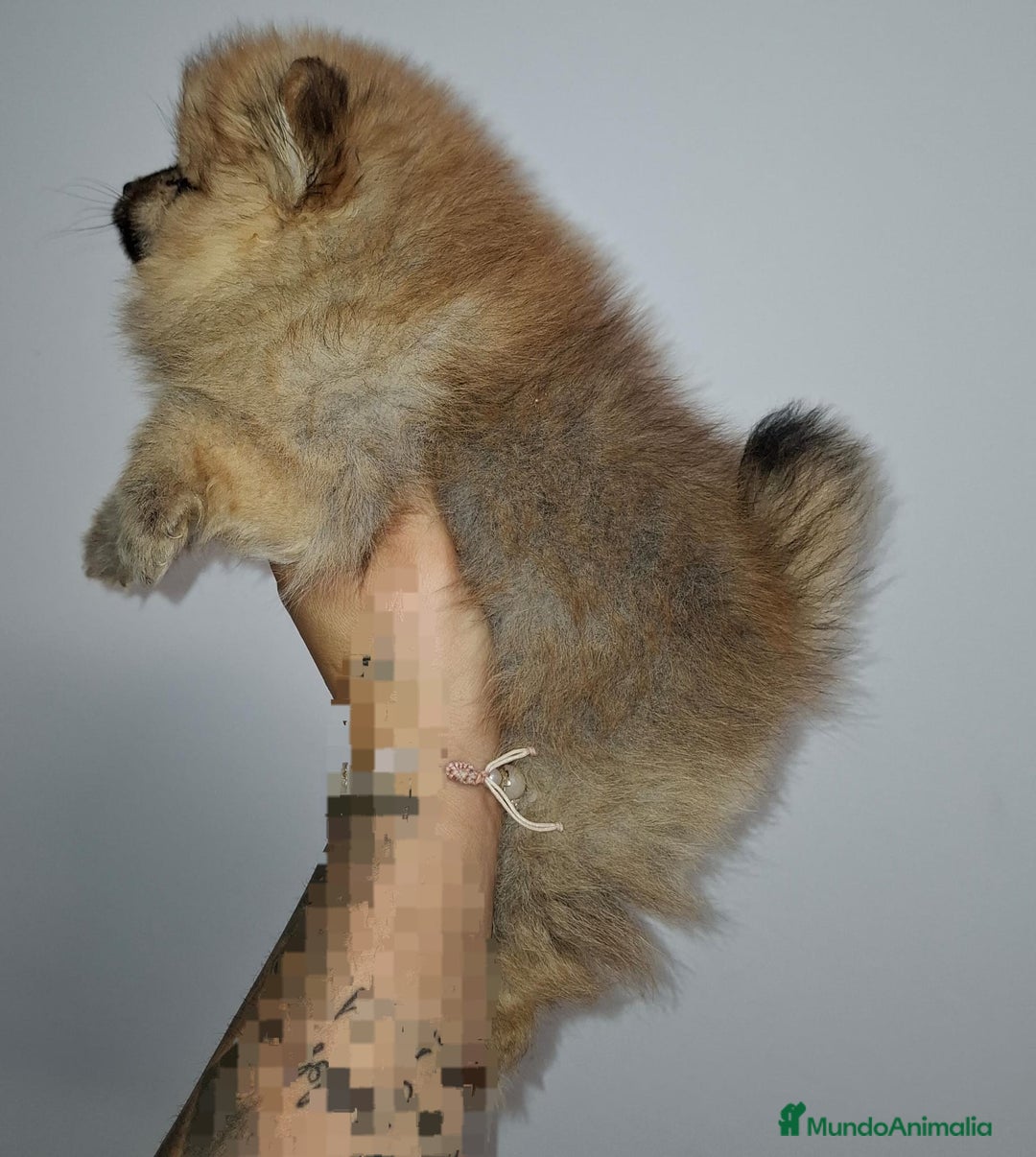 Pomerania perros en venta: Últimos bebes de pomerania - Imagen 13