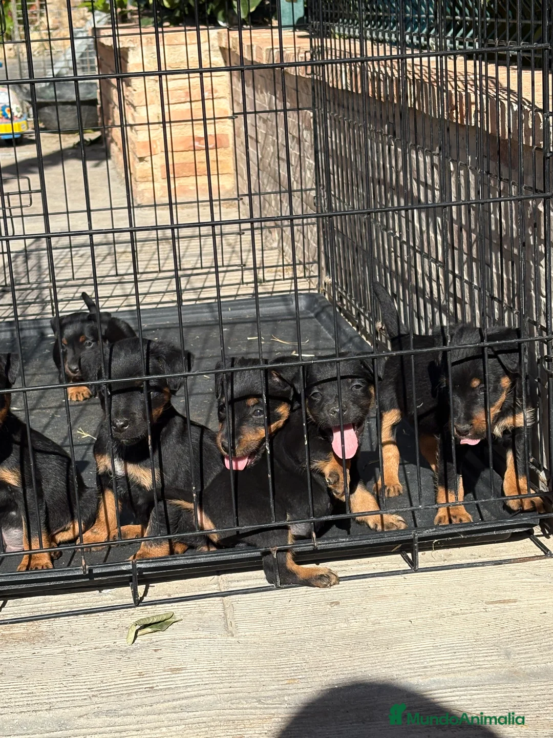 Terrier Alemán de Caza perros en venta: Disponibles cachorros Jagd terrier  - Anuncio 6