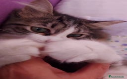 Siberiano gatos en venta: Siberianos  - Imagen 4
