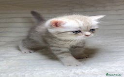 Scottish Straight gatos en venta: Estupendo scottish straight - Anuncio 1