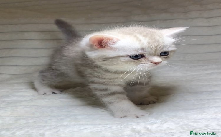 Scottish Straight gatos Estupendo scottish straight - Anuncio 3