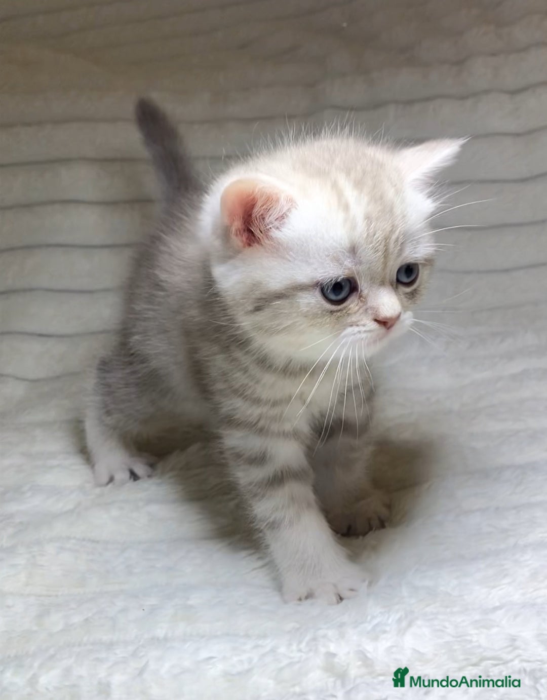 Scottish Straight gatos en venta: Estupendo scottish straight - Anuncio 1