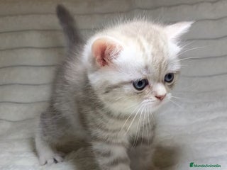 Scottish Straight gatos Estupendo scottish straight - Anuncio 2