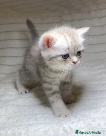 Scottish Straight gatos Estupendo scottish straight - Anuncio 1