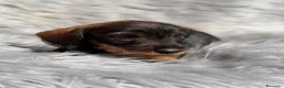 Teckel Miniatura perros en venta: TECKEL MINIATURA PELO DURO - Anuncio 5